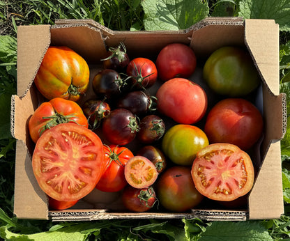 Tomate Variado de Rubén Díaz, Origen Benicarló