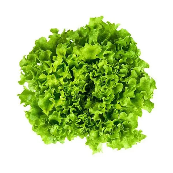 Lechuga Batavia verde Eco (1 unidad) – 2,20 € – Origen: Murcia