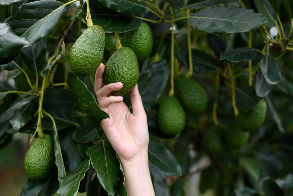 Aguacate Eco, 1 kg – 5,99 €/kg – Origen: Málaga