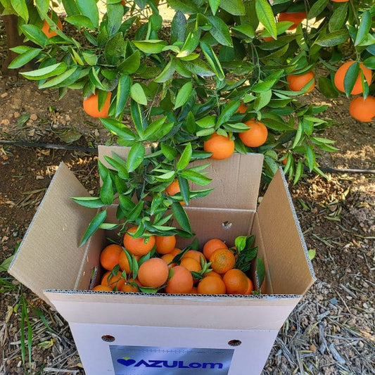 Caja de Mandarinas - Origen: Valencia - 5 kg, 10 kg y 15 kg